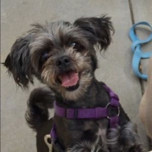 Meet your Posher, Tricia